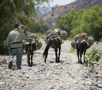 bringing in agave espadín from up in the mountains