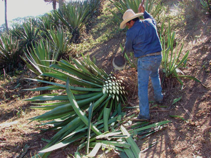 Santiago Diaz Ramos trimming a piñaming