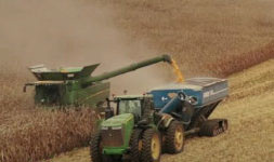 yellow field corn for standard whiskey being harvested