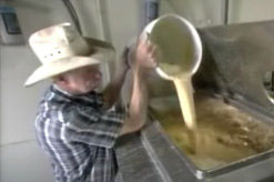 adding yeast to boilied dried corn