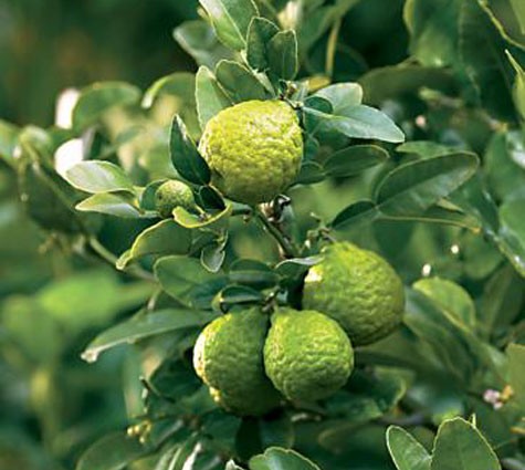 Citrus Hystrix.  Malaysian limes, limau purut