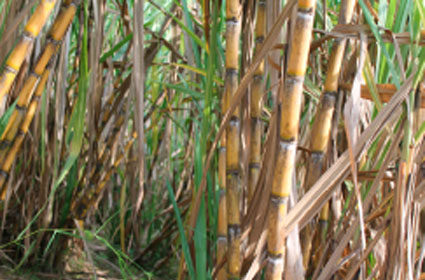 mature-sugar-cane